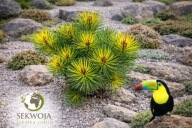 NIEZWYKŁE BARWY Sosna górska hakowata 'Tukan' Pinus uncinata NA PNIU