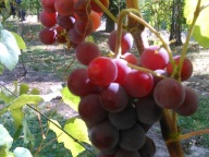 WINOROŚL Sadzonki winogron-FREDONIA -deserowa bardzo smaczna i słodka