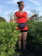 Tuja thuja Brabant żywopłot 1 gat do 195cm gęsty