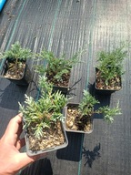 Jałowiec Glacier doniczka 0,5l WYPRZEDAŻ barwa jak w ICE BLUE