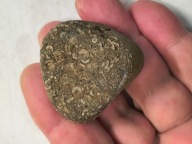 Skamieniałe koralowce algi glony agaty muszlowe