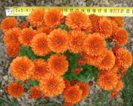 CHRYZANTEMA ZIMUJĄCA ## PIPI # urdzik irys lilia