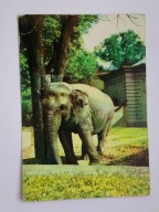 ZOO we Wrocławiu - słoń indyjski - pocztówka z 1970 r