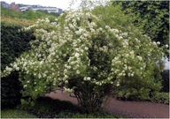 róża biała Rose multiflora sadzonka doniczce 30 cm P9 miododajna ogrodowa