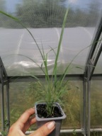 Trawa żubrówka sadzonka