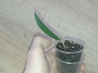 Hoya Hoja SHEPHERDII ukorzeniona