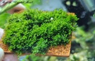 Mech Crystal Moss perełka wśród mchów fibell