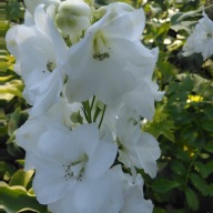 Ostróżka Delphinium Magic Fontain Pure White