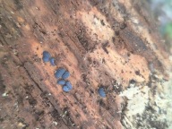 Skoczogonki Tetrodontophora bielanensis + Yukkinaura aphoruroides (20szt)