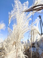 MISKANT CHIŃSKI "MEMORY" Sadzonka d. 2-2,5 l