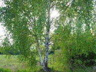 BRZOZA BRODAWKOWATA SADZONKA W POJEMNIKU 50 CM na aleje parkowe