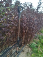 Pęcherznica Kalinolistna Diabolo