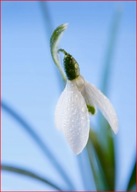 Śnieżyczka przebiśnieg sadzonka w doniczce 10 cm biała pod drzewa trawnik