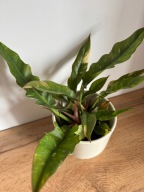 Filodendron Ring of Fire Philodendron P12 ~30cm