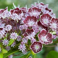 Kalmia szerokolistna MERLIN - DUŻA SADZONKA zimozielona