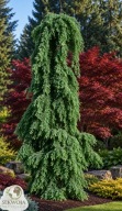 Zielona Kurtyna Choina kanadyjska 'Pendula' Tsuga canadensis c3