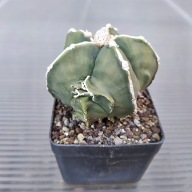 *KAKTUSY* ASTROPHYTUM MYRIOSTIGMA V. NUDUM - KULTIVAR