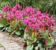Bergenia Sercolistna Sadzonka P10
