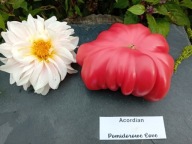 Pomidor Acordion Akordeonowy zachwycający nasiona kolekcjonerskie