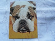 TAKI MIŁY PIESEK BULDOG ANGIELSKI .,.,.