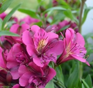 Alstromeria Alstroemeria aurosa LOUISE