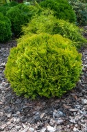 Tuja Miriam C5 duża sadzonka