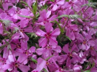 Floks szydlasty - Phlox subulata p9 różowy