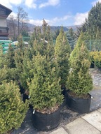 Świerk pospolity Will's Zwerg 130-160cm