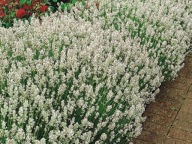 Lawenda EDELWEISS Biała, długo kwitnąca