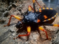 Psytalla horrida pluskwiak pluskwiaki