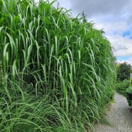 Miskant Olbrzymi Giganteus Wysoka trawa 3,5 m Sadzonki