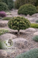 NOWA, EFEKTOWNA ODMIAN Sosna górska 'Wild Hedgehog' Pinus mugo C5