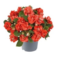 Niecierpek Pełny Impatiens walleriana GLIMMER ORANGE