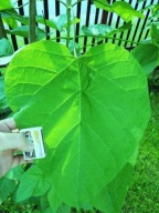 Katalpa Surmia catalpa sadzonki drzewko ozdobne 1.2m!