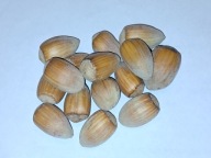 Orzechy laskowe w łupinie Webba Cenny 1kg