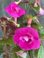 Achimenes RF's Robertos Rainbow - kłącze