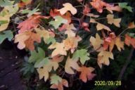 Tulipanowiec krzewiasty szczepiony karłowy inny