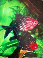 Brzanka Purpurowa ( pethia nigrofasciata)