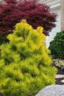 ZŁOTA ODMIANA, TAKŻE NA BONSAI Sosna thunberga 'Ogon'
