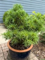 KRĘCONE LOKI Sosna wejmutka 'Tiny Kurls' CURLS Pinus strobus