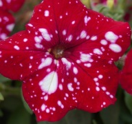 Petunia WISZĄCA Cherry Sky