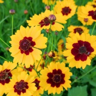 Nachyłek dwubarwny wysoki - 1000 nasion