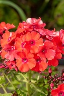 Floks wiechowaty Orange Perfection (Phlox paniculata) poj.2l