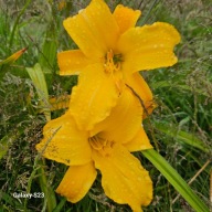 Liliowiec Żółty niski ogromny kwiat,