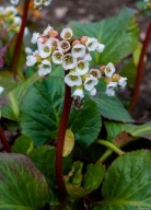 BERGENIA SERCOWATA "JELLE" sadzonka