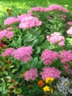 Rozchodnik okazały brillant sadzonka w pojemniku na kompozycje bukietowe