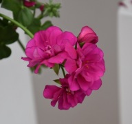 Pelargonia PEŁNA ZWISAJĄCA peltatum Royal Violet