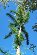 Modrzew 280cm wąski skalny szczepiony stary inny