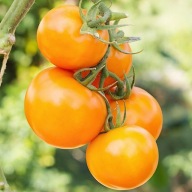 Złoty Ożarowski Sadzonki Pomidorów