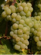 WINOGRON ''JOHANNITER'' WINOROŚL JASNE OWOCE